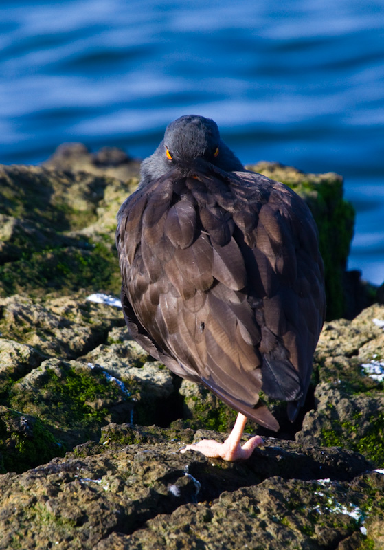 Black Oystercatcher